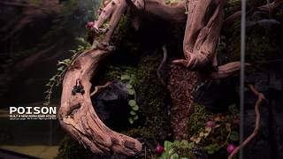 Make Frogs' Rainforest Paludarium