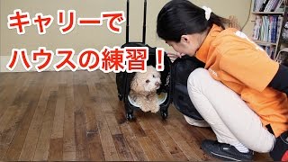 キャリーでハウスの練習！〜犬のしつけは大阪のsmart-dog〜