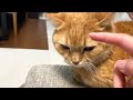 元気すぎる弟猫に困ったときの救世主パパ！