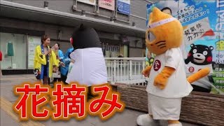 かおりちゃんと花摘みを行うくまモン！！