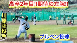 高卒2年目！期待の左腕！川原陸投手のブルペン投球【阪神タイガース安芸キャンプ】