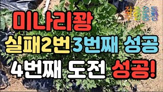 🌿3월4월 텃밭 작물)) 👉만드는 방법 👉미나리에 대해 알아보고 👉자라는 모습(4개월과정) 👉다양한 미나리꽝 👉실패와 성공 3/29😲