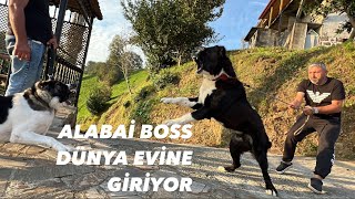 ALABAİ BOSS EŞLEŞMEYE GELEN DİŞİYİ BOĞMAYA KALKTI