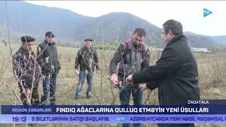 Fındıq ağaclarına qulluq etməyin yeni üsulları-AzTV