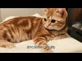 ふみふみ、ちゅぱちゅぱしながら眠りにつく子猫さりりパート２。【cat making biscuits.2】