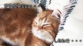 ふみふみ、ちゅぱちゅぱしながら眠りにつく子猫さりりパート２。【Cat making biscuits.2】