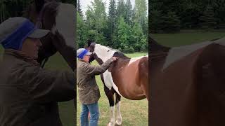 The Bolting Horse- Or is Pain the Source? Alternative Horsemanship with Samantha Harvey