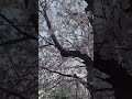 bunga sakura di kota suncheon, korea selatan