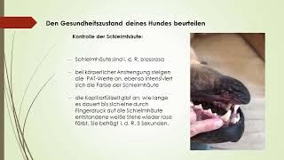 online Webinar Erste Hilfe für den Hund