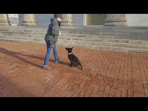 Super Star Home Raised Personal Protection Dogs For Sale Super Star Home Raised Personal Protection Dogs For Sale