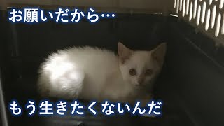 母猫に威嚇され見捨てられた可哀想な子猫。その凍てついた心を優しい夫婦が少しずつ溶かしていく。【猫の感動する話】 #保護猫 #猫 #子猫 #cats #animals #cat #catlover