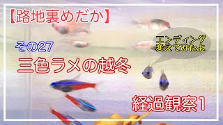 メダカ飼育　三色ラメの越冬　経過観察1