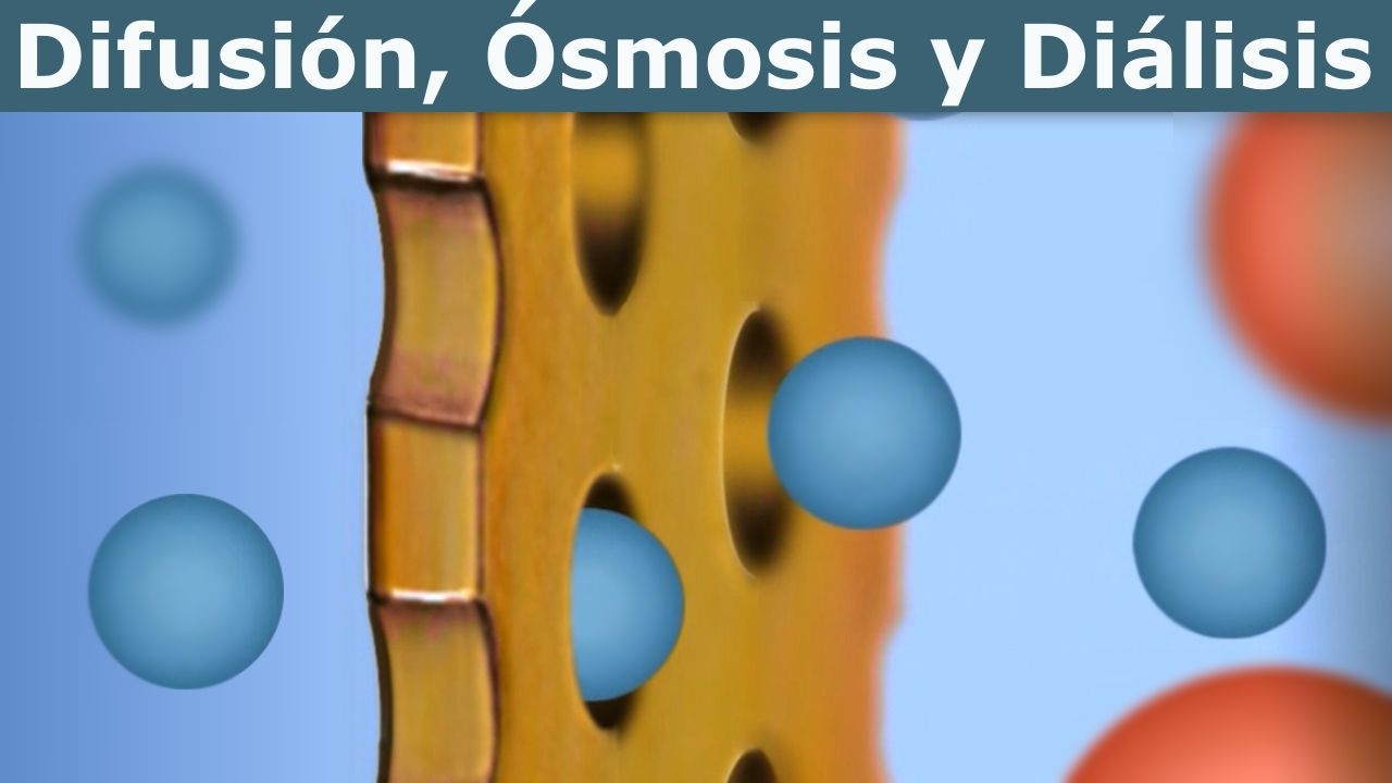 Proceso De Osmosis En La Celula - Dinami