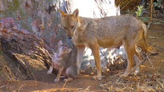 Golden Jackal pups תן זהוב, גורים स्वर्ण सियार ابن آوى الذهبي キンイロジャッカル Goldener Schakal  шакал