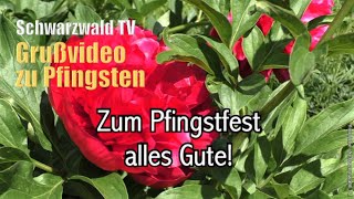 🌺🌞 Pfingsten 2024 🍀💖 Pfingstgrüße kostenlos zum Versenden 🌺🐝 Schöne Pfingsten WhatsApp Grußvideo