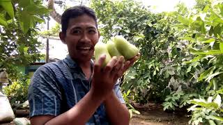 JAMBU AIR TAIWAN SUPER GREEN (TSG) YANG MEMANG BENAR- BENAR BERKWALITAS SUPER