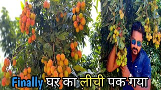 FINALLY घर का लीची पक गया | LYCHEE TREE