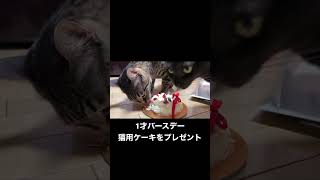 猫用ケーキを食べるねこ #cats #保護猫