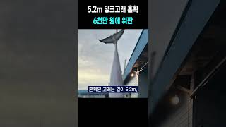 몸값이 6000만 원?...고성 앞바다서 잡힌 길이 5.2m ‘바다의 로또'