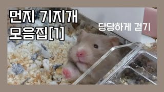 햄스터 먼지의 기지개 모음 1탄!  | 먼지는 햄스터야