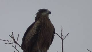 J0208　大分川　下流の木　ビント（トンビ）Oita River　Downstream tree BINTO (Wild Black kite)