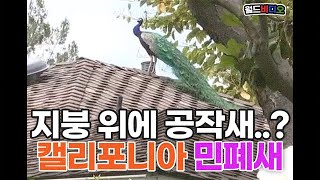 [월드비디오] 지붕 위에 공작새...? 🦚 캘리포니아 민폐새 등극!