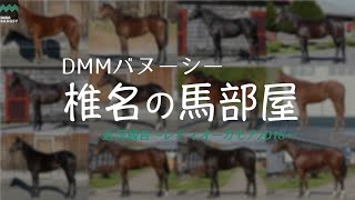 【椎チャンネル】椎名の馬部屋_近況報告_ヴァルキリードレス(レディオーカモア2018)