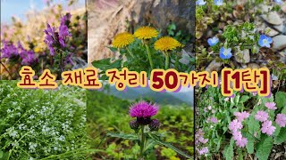 지금까지 들어간 효소 재료 50가지 정리.