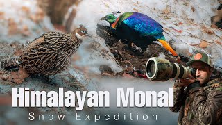 Himalayan Monal: A Colorful Beauty In The Wild