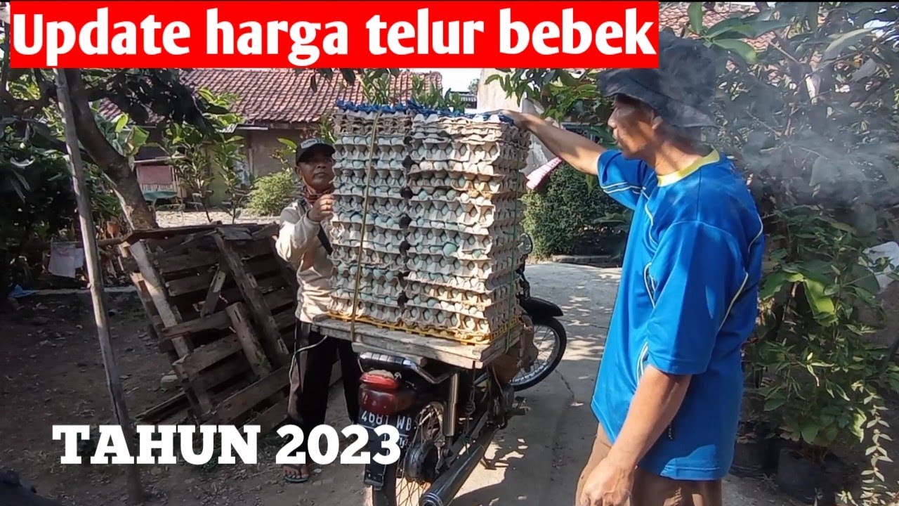 Update Harga Telur Bebek Tahun 2023 - YouTube