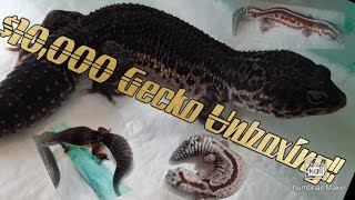 $10,000 GECKO UNBOXING!