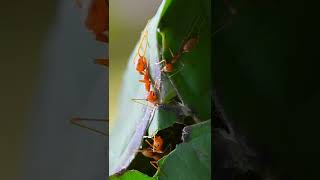 The hardworking ants 02 勤劳的蚂蚁 02