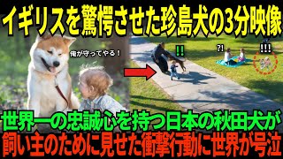 【海外の反応】「こんな忠誠心、見たことない…！」日本の天然記念物・秋田犬がイギリスで起こした奇跡、わずか3分の映像に世界中が涙した理由とは？