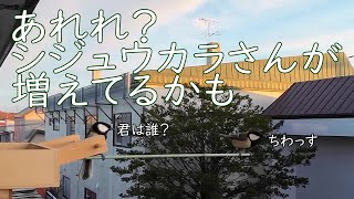 あれれ？シジュウカラさんの数が増えてるかも？【越冬給餌】