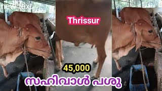 സഹിവാൾ പശു / 45000 / തൃശൂർ