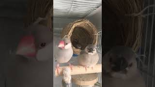 【文鳥】シンクロする親子