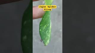 Japan Spider sling