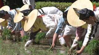 小学生の八乙女に侍烏帽子と市女笠の植方　豊作と豊漁願い御田祭