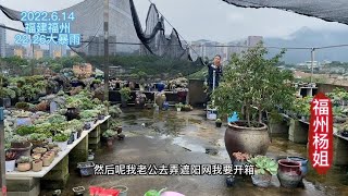 福州杨姐：周末夫妇俩在楼顶忙活多肉，网友说：福州杨姐成功背后离不开老公