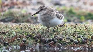 Bécasseau de Baird, Baird’s sandpiper, Calidris Bairdii, Kadoran, Ouessant 2024, version longues