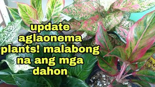 UPDATE AGLAONEMA PLANTS SUPER LUSH /HOW TO CARE