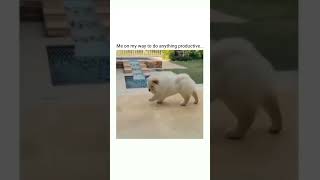 AWW SO FUNNY 😂| Super Dogs Reaction Videos😂| #shorts 🤫#shorts #funnyanimals #funny