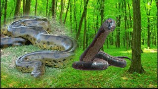 Best Of World Snake Anaconda Fighting at forest