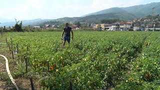 Borba sa sušom u prijepoljskom kraju