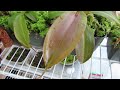 harbor freight greenhouse nepenthes update 1