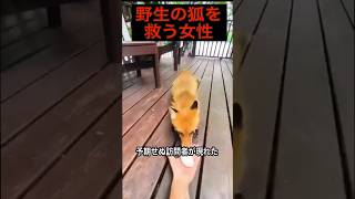 「野性の狐を救う女性」#shorts #動物 #ほっこりする話 #感動する話