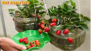 How to Grow Strawberries at Home: Simple Tips for Beginners