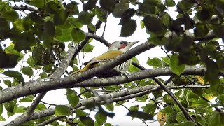 アオゲラの夫婦・食餌・鳴き声 / Green woodpecker couple, food, voice