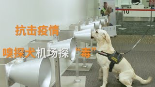 抗击疫情 嗅探犬阿德莱德机场探“毒” | SBS中文