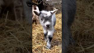 baby goat cute bleats 😘#shorts #viral #ytshorts #youtube#goat
